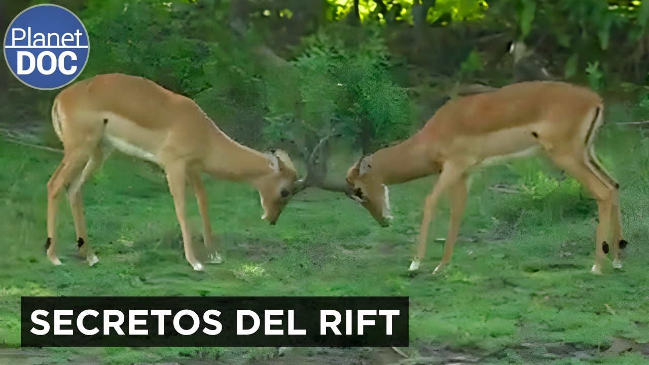 El Oasis de TANZANIA: vida y fauna en el Gran Valle del Rift | Planet DOC