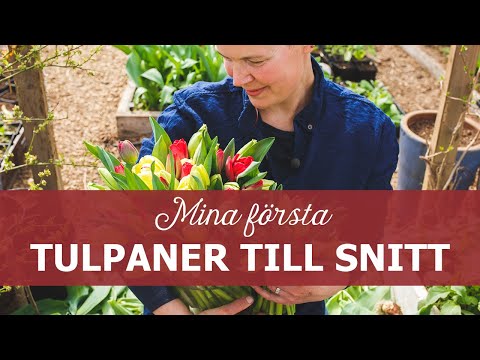 Mina första tulpaner till snitt - odlade i tunnelväxthus