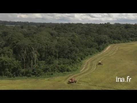 Brésil : forêt et champs cultivés en Amazonie