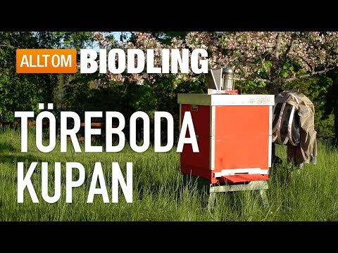 Töreboda-kupan - Bikupa - Biodling