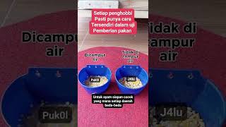 Download lagu Pakan ayam pukul dan jalu mp3