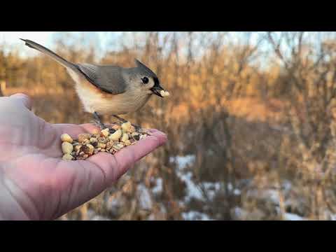 Hand-feeding Birds in Slow Mo - Tufted Titmice, Black-capped Chickadees