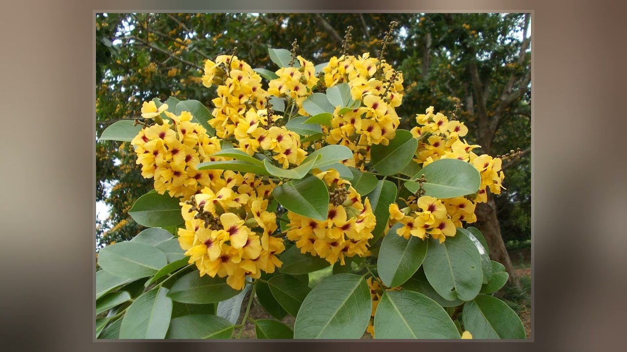 Pterocarpus Santalinus