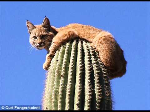 Cactus - Cat Dance (unreleased)