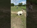 He’s so funny #horse #pets #animals #minihorse #cuteanimals #babyanimals