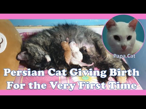 Persian Cat Giving Birth for the Very First Time!!!