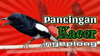 Download lagu PANCINGAN DASAR KACER NGEPLONG PAGI HARI MERANGSAN... mp3