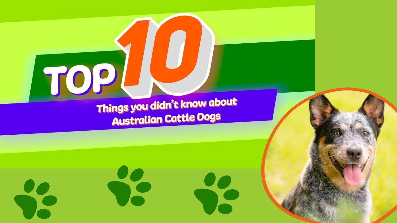 10 Things You Didn't Know About Australian Cattle Dogs