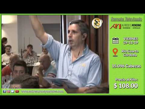 29-11-19 - Venta de Macho - Remate Televisado de Alfredo S. Mondino - Córdoba
