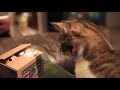 Kitty Bank -- Combina economisirea cu doza ta zilnica de “Aaaaaawww” Kitty Bank -- Combina economisirea cu doza ta zilnica de “Aaaaaawww”