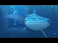 Finding Dory Dory Destiny First Encounter
