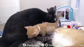 Ramona trills for kittens piled in camper - TinyKittens.com