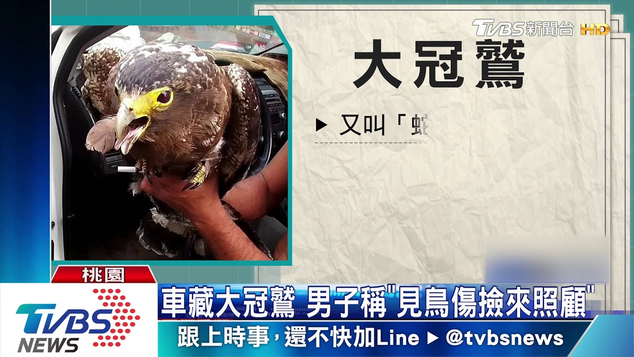 車有老鷹！警查酒駕　意外拯救保育動物