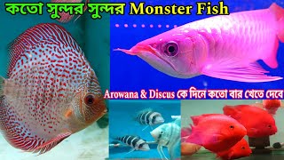 সুন্দর সুন্দর Monster Aquarium Fish | Babai Aquatic Khardaha | Aquarium Fish  Shop Babai Aquatic 