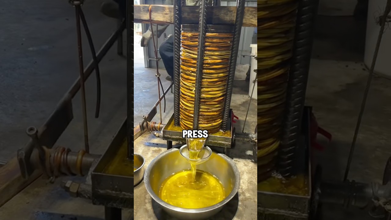 The traditional method of oil extraction seems very relaxing #shorts