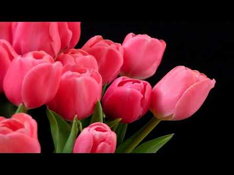 04  Desafinado  SUSOKARAOKE