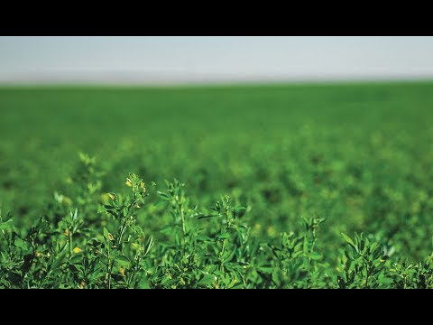 Preparing the Soil and Field for Alfalfa Hay