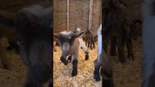 Wanna Buy A Goat? #babygoats