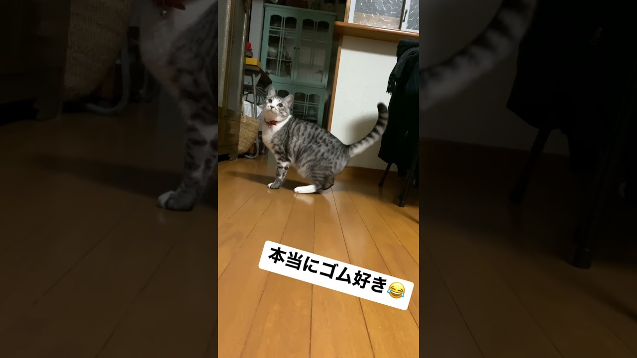 ふうはゴムがお好きみたい…😍