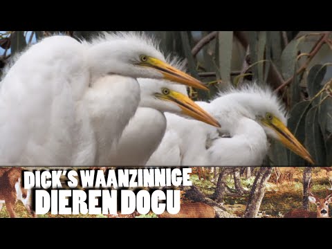 Dick's Waanzinnige Dieren Docu - Reiger