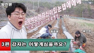 감자3편 씨감자는 어떻게 자르고 심을까요? 감자심는방법 감자짜르는방법