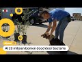 Hond Elles moet duizenden olijfbomen redden