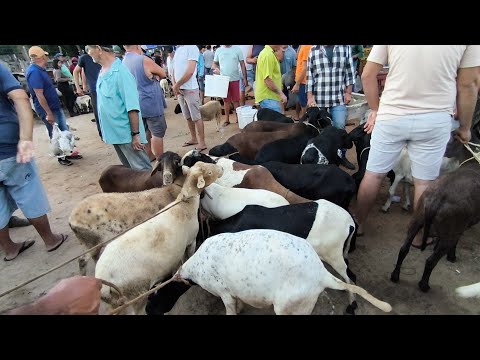 FEIRA DE ANIMAIS DE CARIATÁ ITABAIANA-PB DOMINGO 