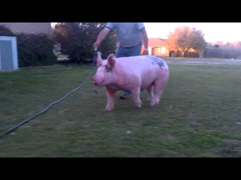 3-5-12 Revival Barrow, Bred by Sieren