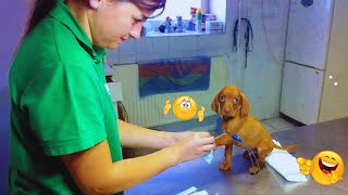 Funny Dog Videos That Will Make You LAUGH OUT LOUD 🐶😂 New Funny Dogs 2024 #20