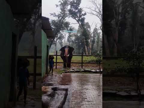 Abhimanyu 👑 with vasantha #elephant #abhimanyu #travel #animals #arjuna #coorg