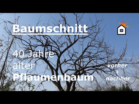 Baumschnitt: Pflaumenbaum 40 Jahre - vorher & nachher