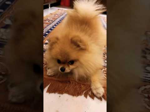Cute Pomeranian dog barking#Aman Khandoor #barking #pomeranian#dog