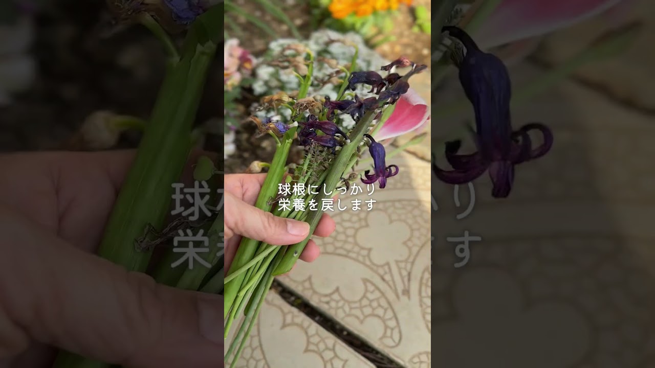 球根を毎年綺麗に咲かせる秘訣 #garden #ガーデニング #gardening
