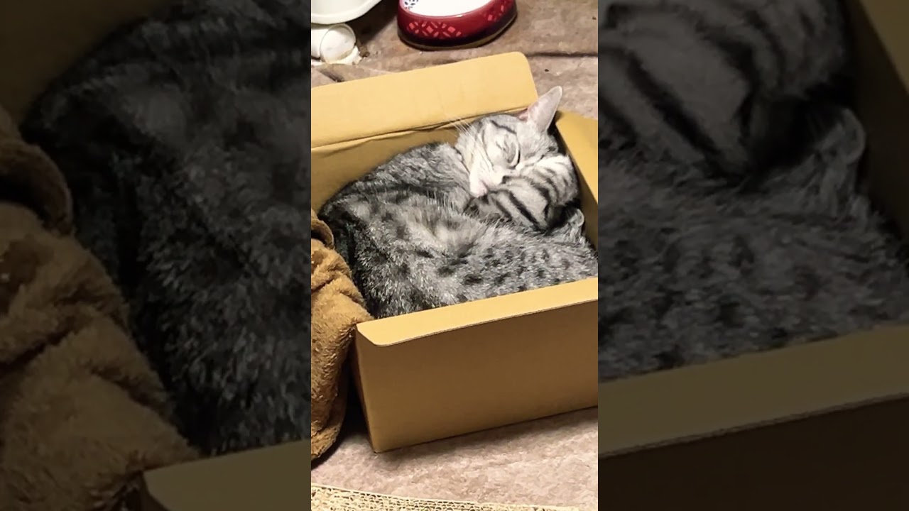 #オリジナル曲 #ボカロ曲 #cat #shorts