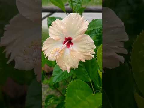 Hibiscus plant|#shortvideo |#AsheeshGarden