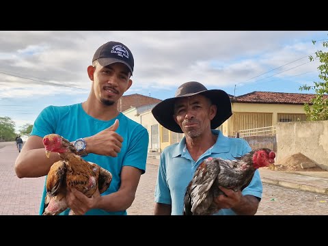 VANIO FROM THE CHICKEN MARKET REGISTERED THE NEWS FROM DOIS RIACHO #NORTHEAST