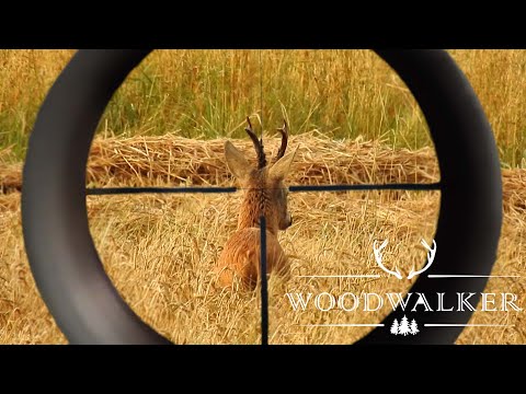 Rehbockjagd - unwaidmännischer Schuss? |beste Jagdfilm Österreich | ep#38