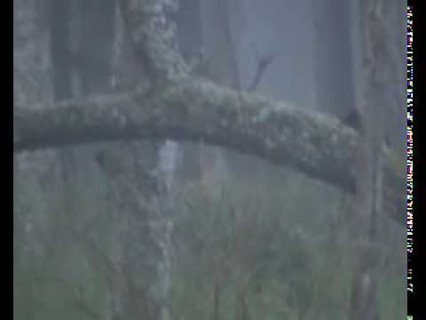 Pirsch bei voller Brunft im Moor!