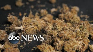 Download lagu Marijuana smokers could be at more risk for emphysema than cigarette smokers: Study mp3 Download lagu Marijuana smokers could be at more risk for emphysema than cigarette smokers: Study mp3