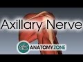 Axillary Nerve 3D Anatomy Tutorial