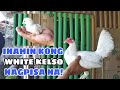 INAHIN KONG WHITE KELSO NAGPISA NA! || BALERIANS GAMEYARD