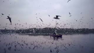 Flying Seagulls | Free Stock Video (Royalty Free) #free