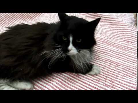 Casanova, an adopted Domestic Long Hair Mix in Ottawa, IL_image-1