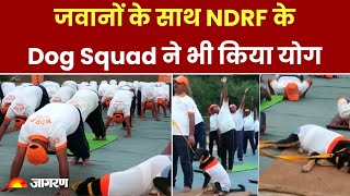 International Yoga Day 2024: जवानों के साथ NDRF के Dog Squad ने भी किया योग