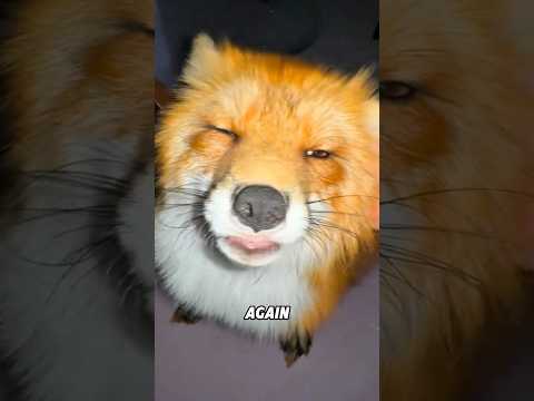 Red fox: don’t touch my tail. #cute  #animals #fox #redfox #funnyanimal #shortvideo