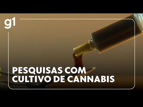 Anvisa autoriza Embrapa a iniciar pesquisas com cultivo de cannabis #g1