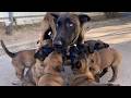 Mommy Dog Disciplines Her Puppies Weaning Puppies From Breastfeeding
