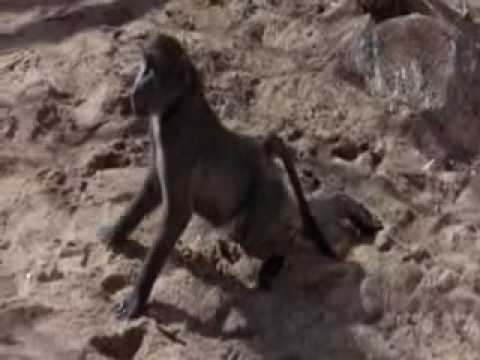 Les animaux bourrés