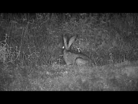 Djuma: Scrub Hare feeding near the pan - 01:05 - 12/03/20