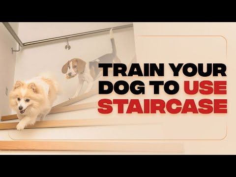 How to Teach Your Dog to Climb Up and Down Stairs | SIMPLE and EFFECTIVE STEPS